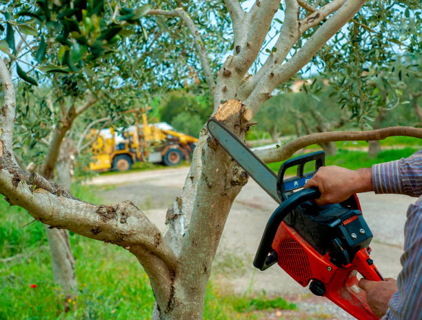 Tree Root Removal in Sherwood, OR